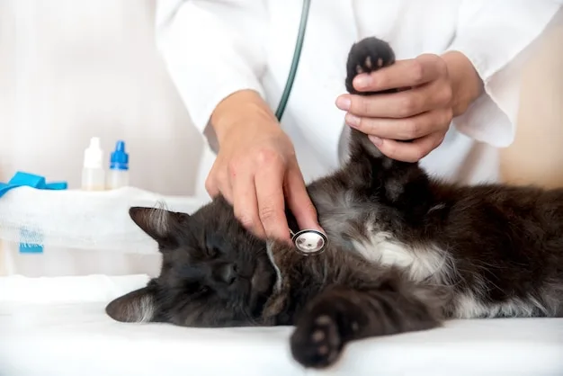 cardiologista veterinário