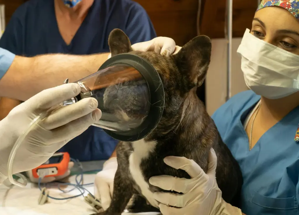 castração para pets