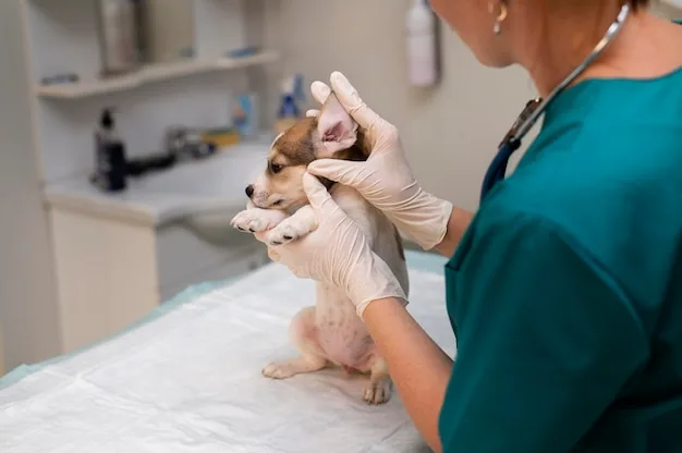 clínica veterinária com otoendoscopia