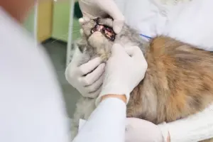 consulta com dentista veterinário