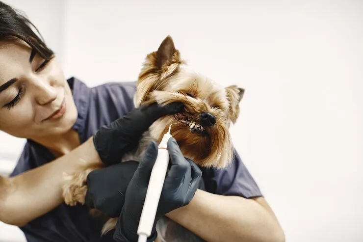dentista veterinário