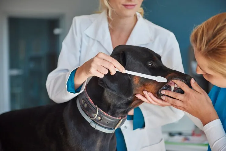 dentista veterinário na Vila Velha