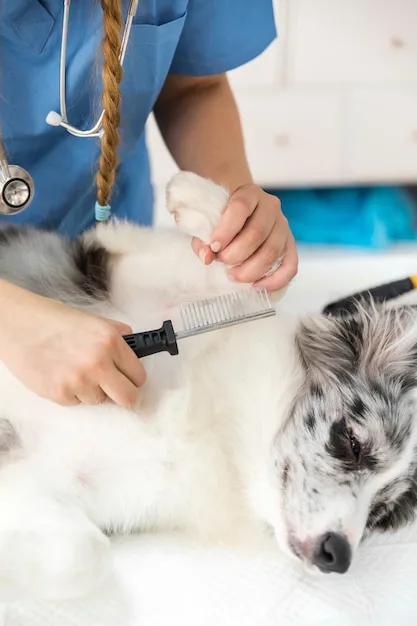 dermatologista canino