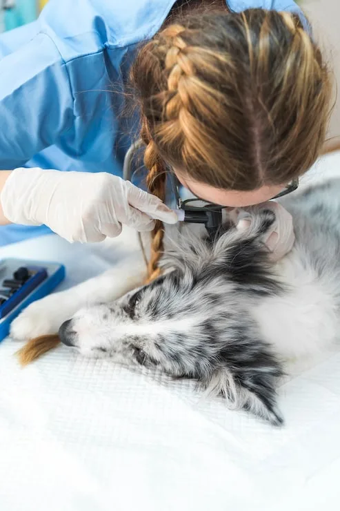 exame de otoendoscopia veterinária