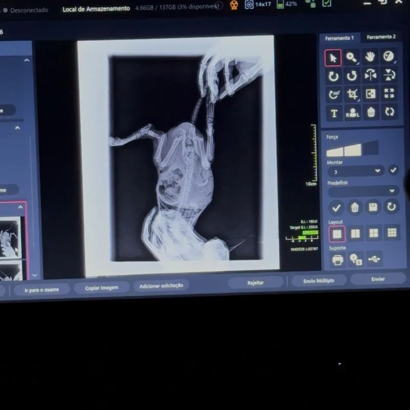 exame de radiografia digital veterinária
