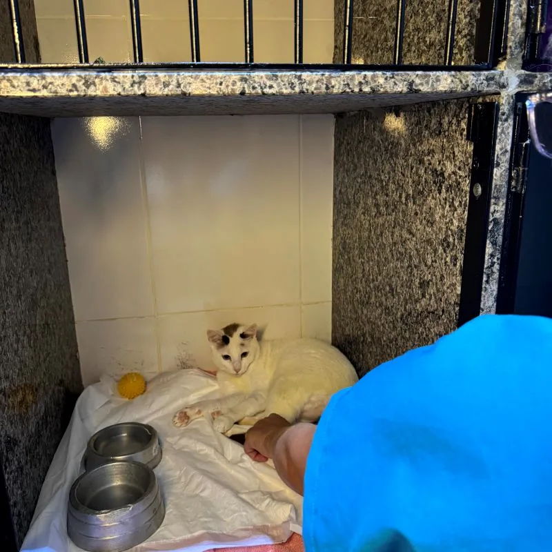 internação de cachorro em Vitória