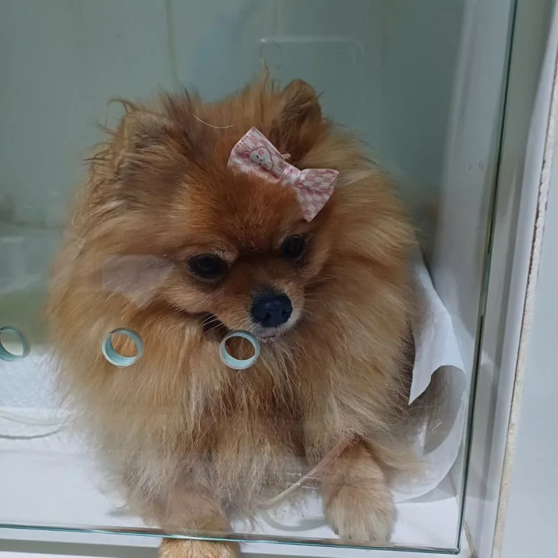 internação para cães
