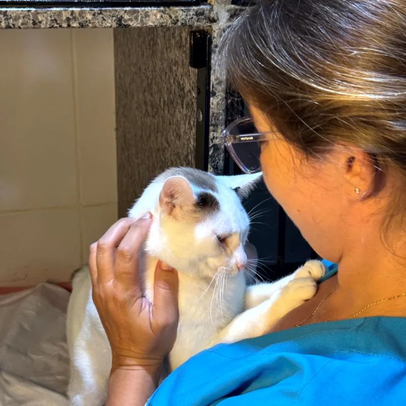 internação para pets
