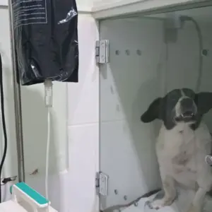 internação veterinária