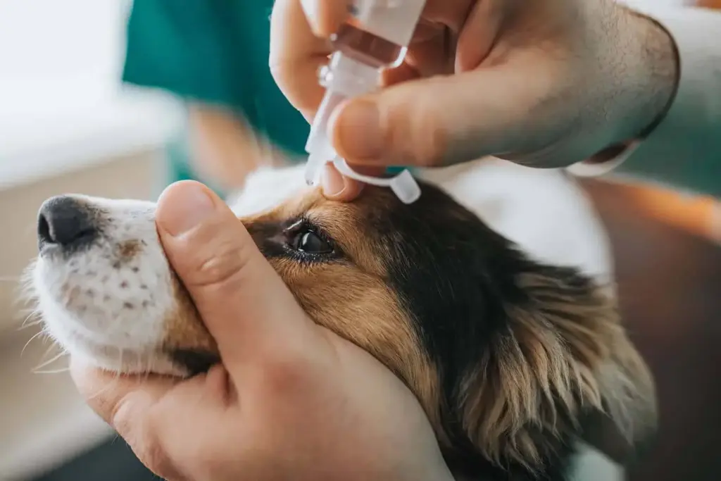 oftalmologista para cachorro