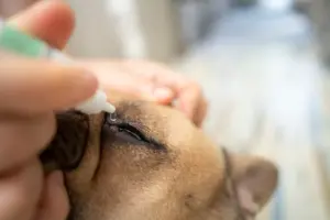 oftalmologista para cachorro em Vitória