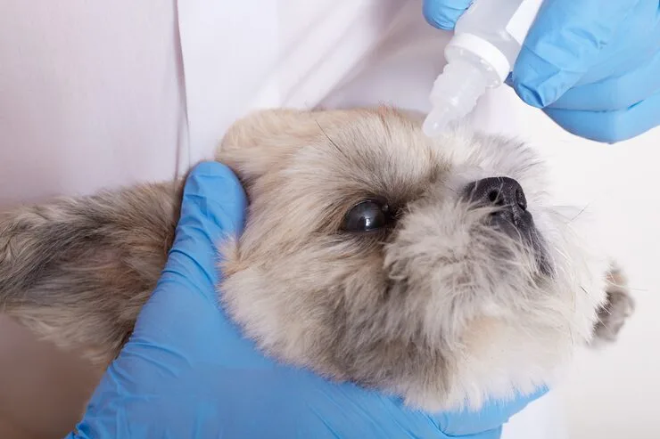 oftalmologista veterinário em Vitória