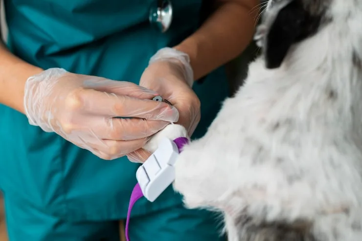 oncologista veterinária na Vila Velha