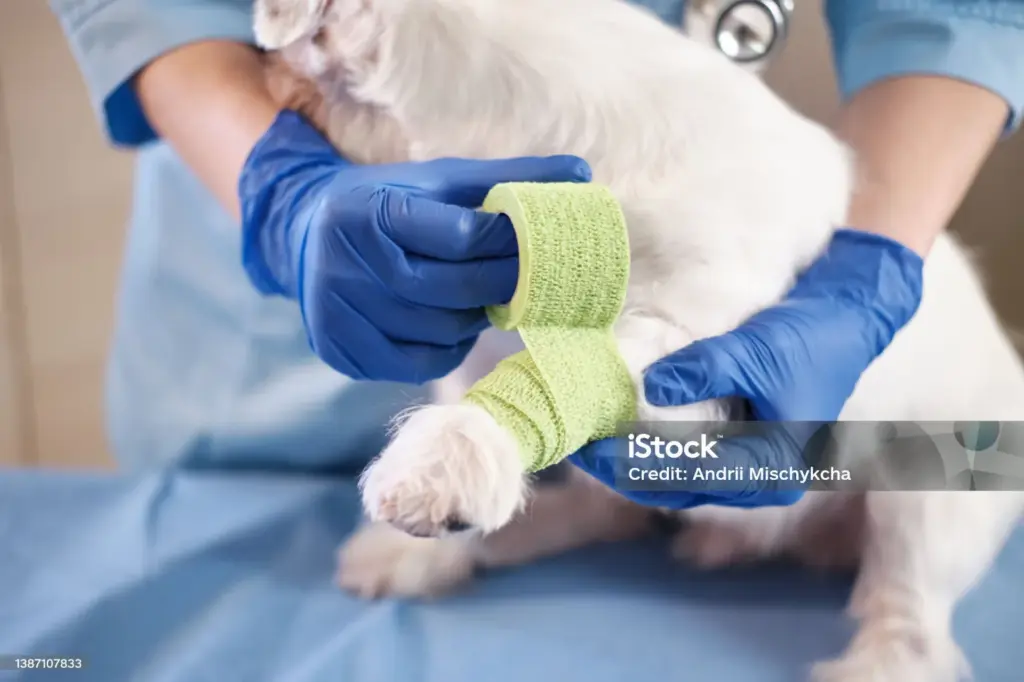 ortopedista canino na Vila Velha