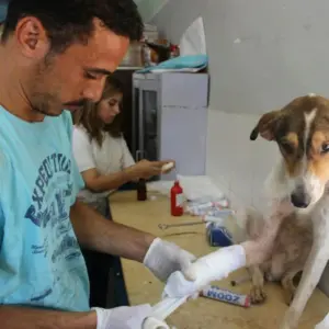 ortopedista para cachorro