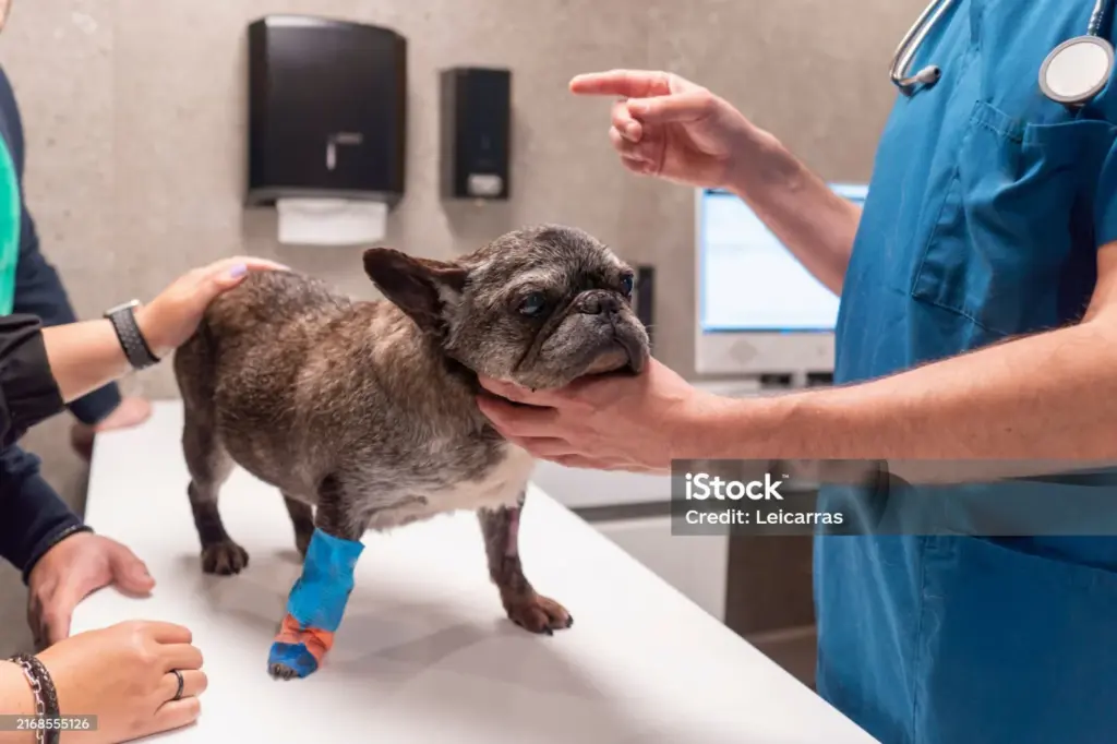ortopedista para cães