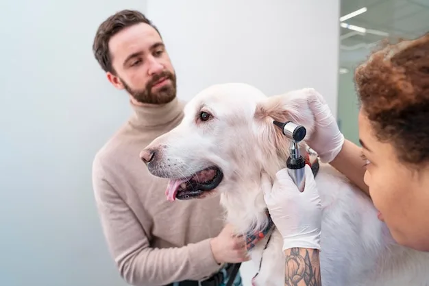 otoendoscopia veterinária