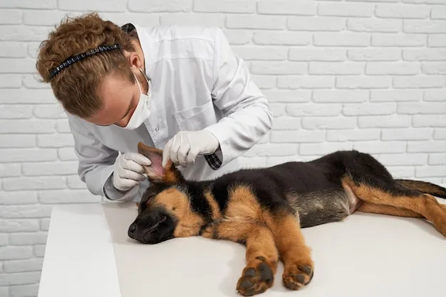 otoendoscopia veterinária em Vitória