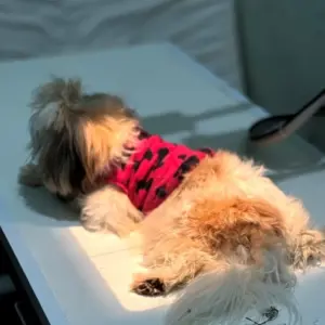 raio x digital veterinário na Vila Velha