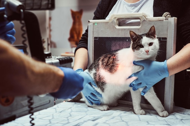 Laboratório de Análises Clínicas Veterinária