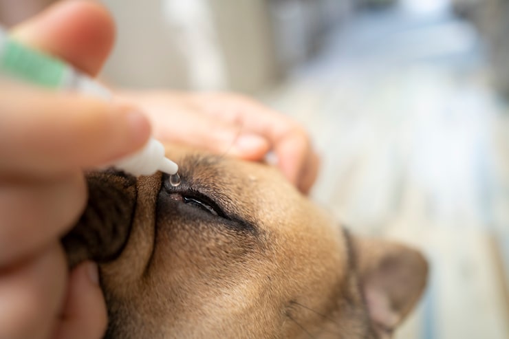 Oftalmologia Veterinária