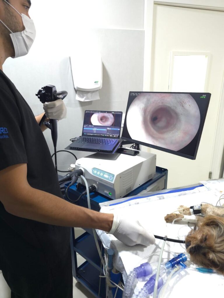 Gastroenterologia e Endoscopia Digestiva Veterinária