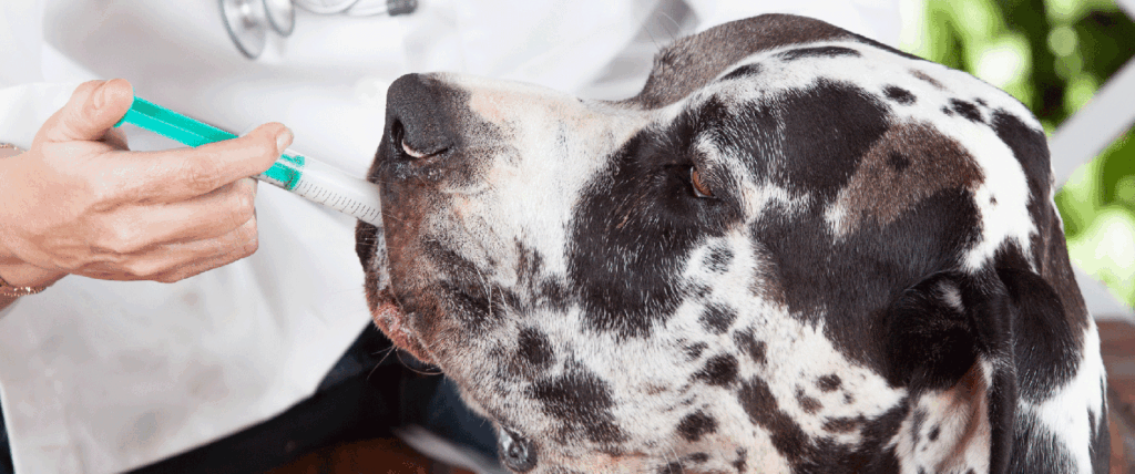 Medicina Canábica e Laserterapia Veterinária