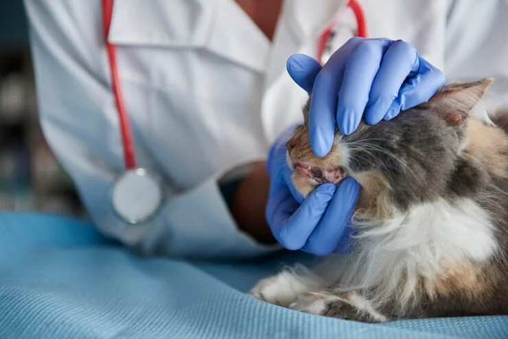 serviço de odontologia veterinária