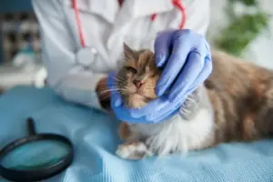 tratamento de câncer em cães