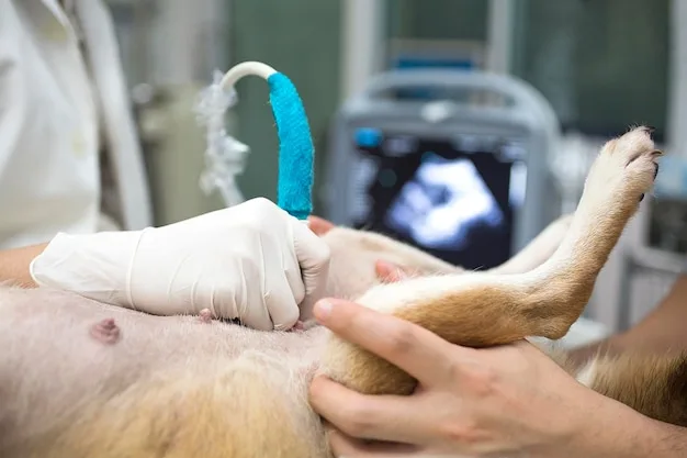 ultrassom pet
