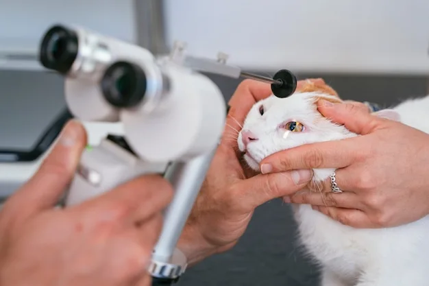 veterinário oftalmologista em Vitória